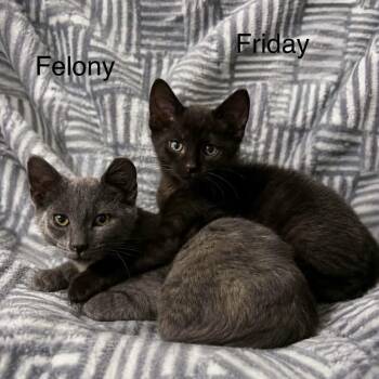 Felony & Friday -  Bombay and Russian Blue Cat for Adoption in Wyandotte, Michigan - Felony & Friday | PetCurious