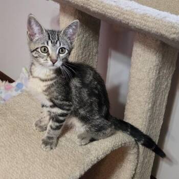 Guinness -  Domestic Short Hair Cat for Adoption in Guelph, Ontario - Guinness | PetCurious