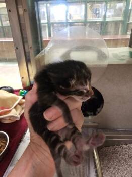 Domestic Short Hair Cats Available for Adoption in Thousand Palms, California - ISABELLA | PetCurious