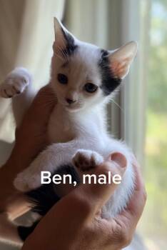 Ben -  Domestic Short Hair Cat for Adoption in Shrewsbury, Massachusetts - Ben | PetCurious