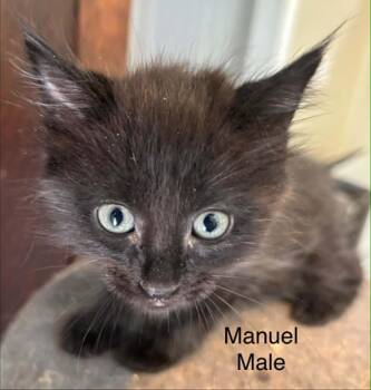 Domestic Short Hair Cats Available for Adoption in Randolph, Alabama - Manuel | PetCurious