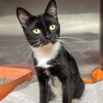 Debbie -  Domestic Short Hair Cat for Adoption in Beaumont, Texas - Debbie | PetCurious