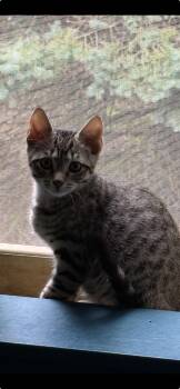 Rescue Domestic Short Hair Cats for Adoption in Warrington, Pennsylvania - Rikki | PetCurious