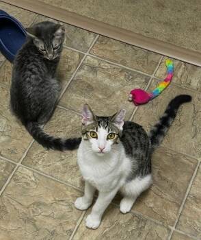 Domestic Short Hair Cats Available for Adoption - Simon & Harvey (Courtesy Post) | PetCurious
