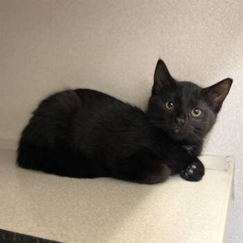 EVANGELINE -  Domestic Short Hair Cat for Adoption in Aurora, Colorado - EVANGELINE | PetCurious