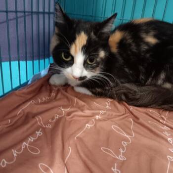 Domestic Medium Hair Cats Available for Adoption in St. Louis, Missouri - Cash Lia | PetCurious