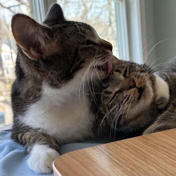 Domestic Short Hair Cats Available for Adoption - Yuzu And Lychee | PetCurious