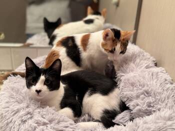 Rescue Domestic Short Hair Cats for Adoption in Seattle, Washington - Cassiopeia And Caelum | PetCurious