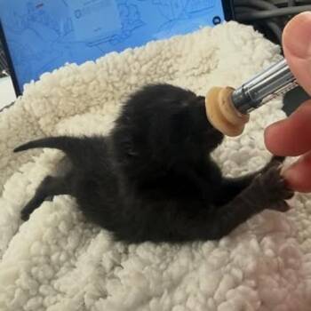 Domestic Short Hair Cats Available for Adoption in New York, New York - Gnocchi | PetCurious