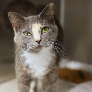 Domestic Short Hair Cats Available for Adoption in Atlanta, Georgia - Marble | PetCurious