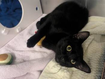 AVOCADO -  Domestic Short Hair Cat for Adoption in Palo Alto, California - AVOCADO | PetCurious