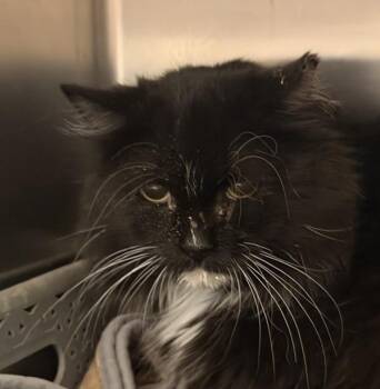Snuggles -  Domestic Long Hair Cat for Adoption in Golden, Colorado - Snuggles | PetCurious