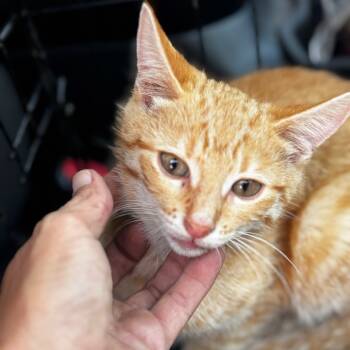 Rescue Domestic Short Hair Cats for Adoption in West Plains, Missouri - Leo | PetCurious