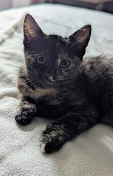 Marie -  Domestic Short Hair Cat for Adoption in Delson, Quebec - Marie | PetCurious