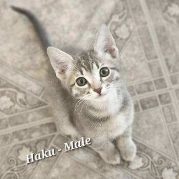 Domestic Short Hair Cats Available for Adoption - Haku | PetCurious