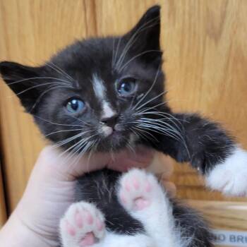 Mr. Whiskers -  Domestic Short Hair Cat for Adoption in Milan, Illinois - Mr. Whiskers | PetCurious
