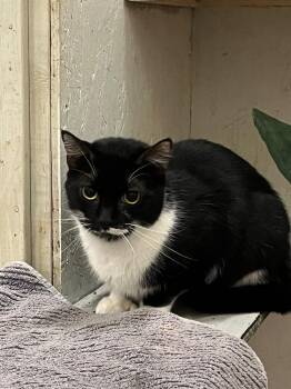 Extra Toes Cat Hemingway Polydactyl Cats Available for Adoption - Katrina | PetCurious