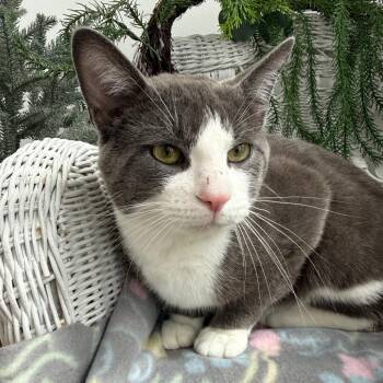 Domestic Short Hair and Russian Blue Cats Available for Adoption in Eaton Rapids, Michigan - Providence K  56115 | PetCurious