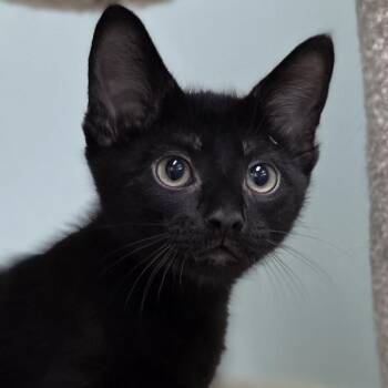 Monty -  Domestic Short Hair Cat for Adoption in Pittsford, Vermont - Monty | PetCurious