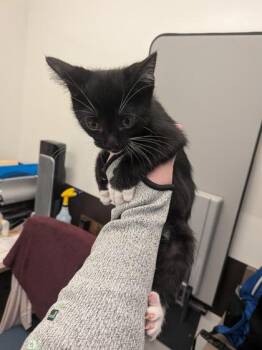 Lisa Cuddy -  Domestic Short Hair Cat for Adoption in Atlanta, Georgia - Lisa Cuddy | PetCurious