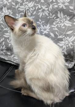 Navy -  Domestic Medium Hair and Siamese Cat for Adoption in Bisbee, Arizona - Navy | PetCurious