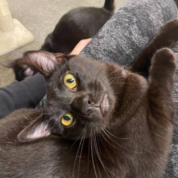 Domestic Short Hair Cats Available for Adoption - Iris | PetCurious