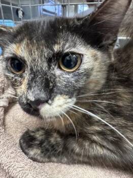 STARR -  Domestic Short Hair Cat for Adoption in Las Vegas, Nevada - STARR | PetCurious