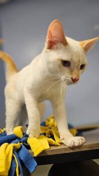 Rescue Domestic Short Hair Cats for Adoption in Huntington, Indiana - HayHay | PetCurious