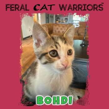 Bohdi -  Domestic Short Hair Cat for Adoption in Kingman, Arizona - Bohdi | PetCurious