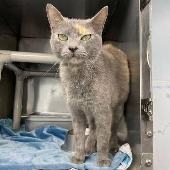 Domestic Short Hair Cats Available for Adoption in Roanoke, Virginia - Kisses | PetCurious