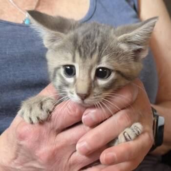 McMuffin -  Domestic Short Hair Cat for Adoption in Midland, Texas - McMuffin | PetCurious