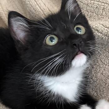 Merida -  Domestic Short Hair Cat for Adoption in Washougal, Washington - Merida | PetCurious