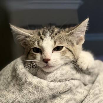 Sahara -  Domestic Short Hair Cat for Adoption in Midland, Texas - Sahara | PetCurious