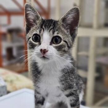 Olives -  Domestic Short Hair Cat Available for Adoption in Toledo, Ohio - Olives | PetCurious