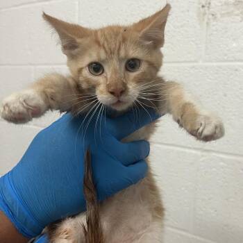 Aaron -  Domestic Short Hair Cat for Adoption in Edinburg, Texas - Aaron | PetCurious
