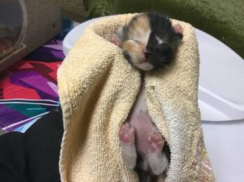 Domestic Short Hair Cats Available for Adoption - DEMI | PetCurious