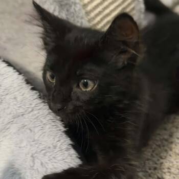 Stripe -  Domestic Long Hair Cat for Adoption in Mesa, Arizona - Stripe | PetCurious
