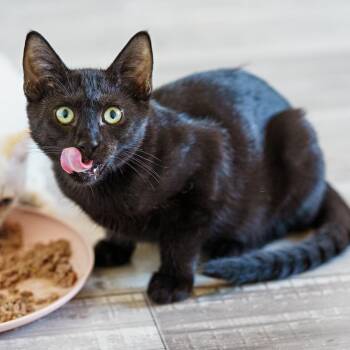 George -  American Shorthair Cat for Adoption in Lampasas, Texas - George | PetCurious