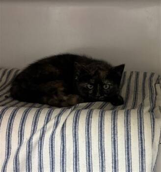 PLAYGROUND -  Domestic Short Hair Cat for Adoption in Boston, Massachusetts - PLAYGROUND | PetCurious