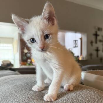 Tammy (FKA Tim) -  Domestic Short Hair Cat for Adoption in Midland, Texas - Tammy (FKA Tim) | PetCurious