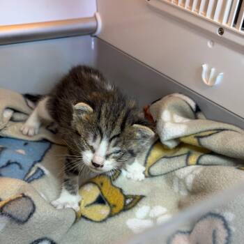 rose -  Domestic Short Hair Cat for Adoption in Pauls Valley, Oklahoma - Rose | PetCurious
