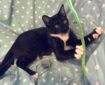 Snowball -  Tuxedo and Domestic Short Hair Cat for Adoption in Walnut Creek, California - Snowball | PetCurious