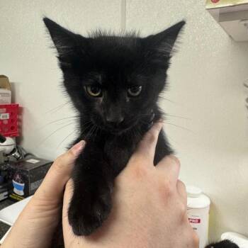 Coal -  Domestic Short Hair Cat for Adoption in Shelbyville, Illinois - Coal | PetCurious