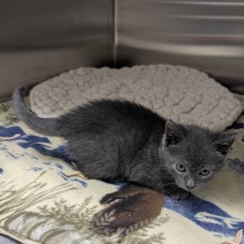 Lacrosse -  Domestic Short Hair Cat for Adoption in Detroit Lakes, Minnesota - Lacrosse | PetCurious