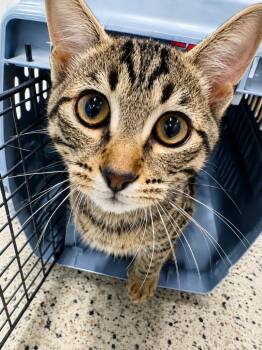 Sponsus -  Domestic Short Hair Cat for Adoption in Fort Lupton, Colorado - Sponsus | PetCurious