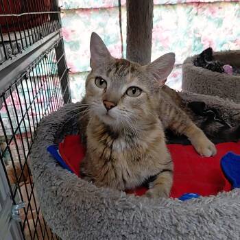 Maia -  Domestic Short Hair Cat for Adoption in Littleton, New Hampshire - Maia | PetCurious