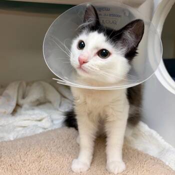 Confetti Cupcake -  Domestic Short Hair Cat for Adoption in Woodinville, Washington - Confetti Cupcake | PetCurious
