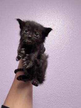 61237455 -  Domestic Short Hair Cat for Adoption in El Paso, Texas - 61237455 | PetCurious