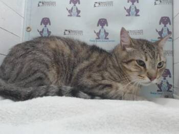 RIRI -  Domestic Short Hair Cat for Adoption in Orlando, Florida - RIRI | PetCurious