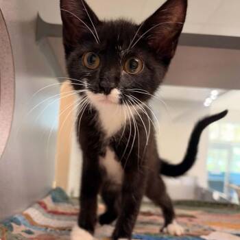 Karma -  Domestic Short Hair Cat for Adoption in Waterloo, Iowa - Karma | PetCurious